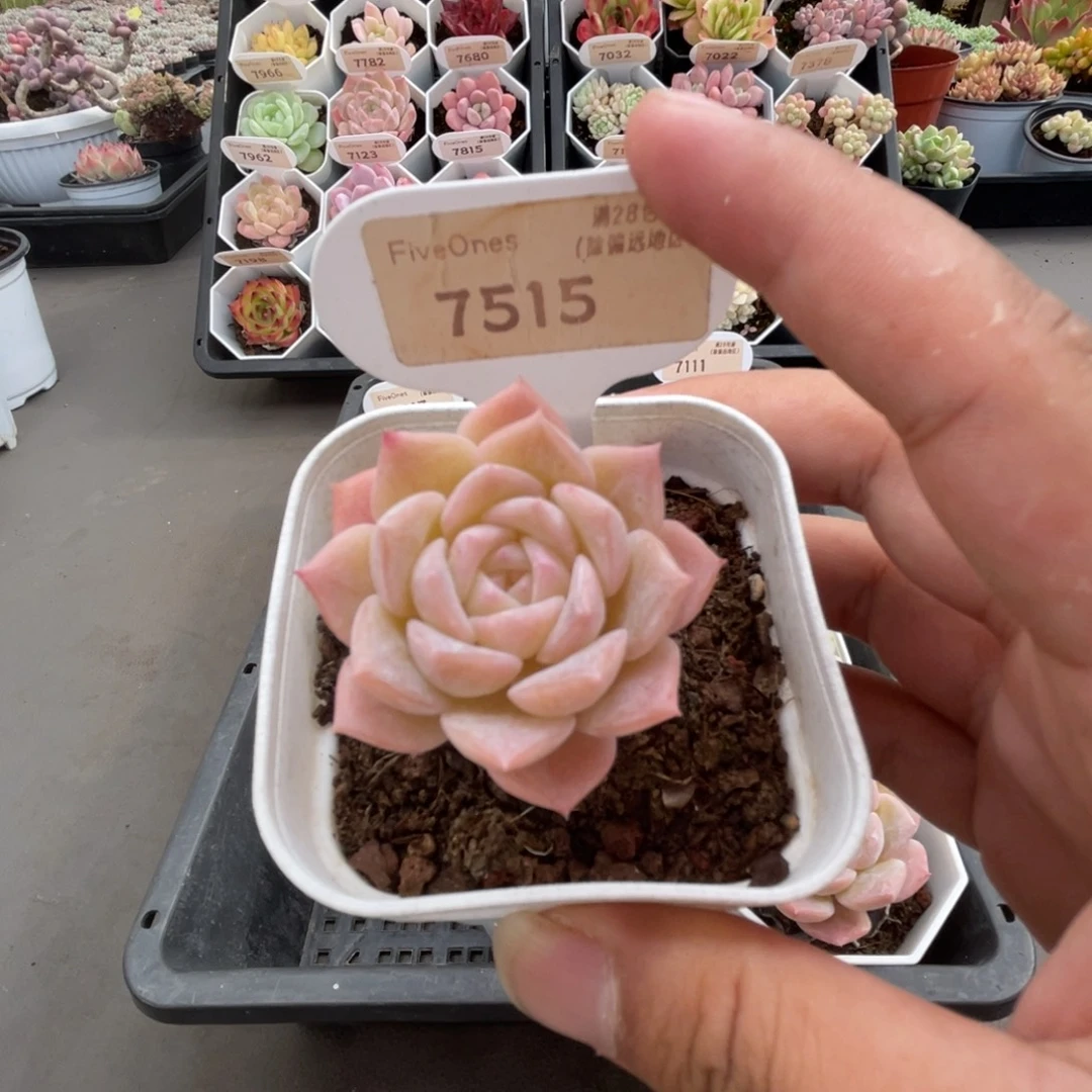 7515冰贵妃4.0厘米