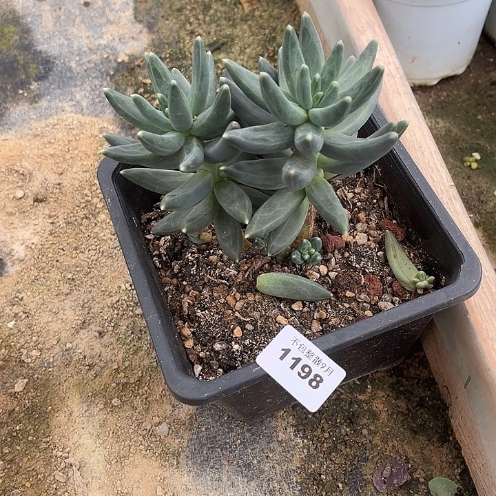 阿雅园艺。       1198