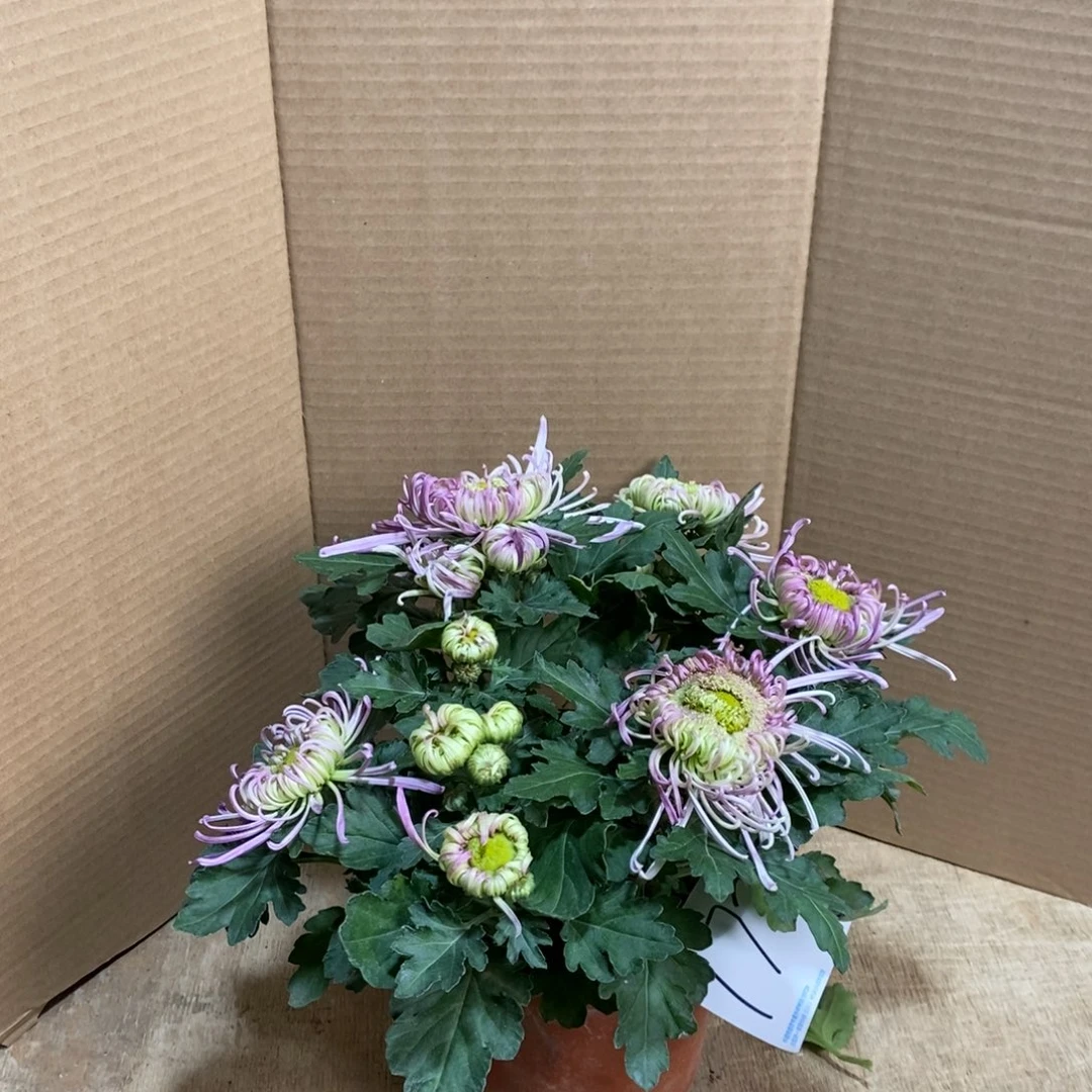 完全开放000000172