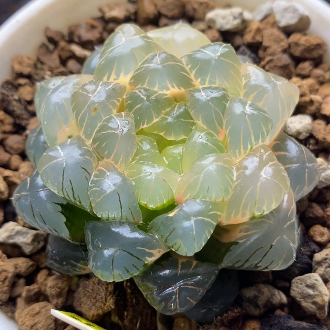 98糊斑湖水玉露锦