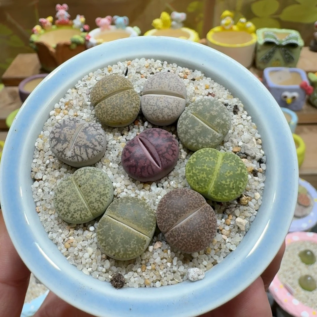 蘑菇1297紫薰彩拼多肉植物