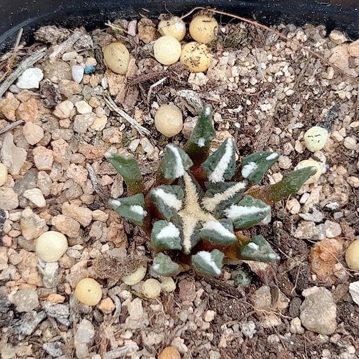 黑牡丹实生仙人球