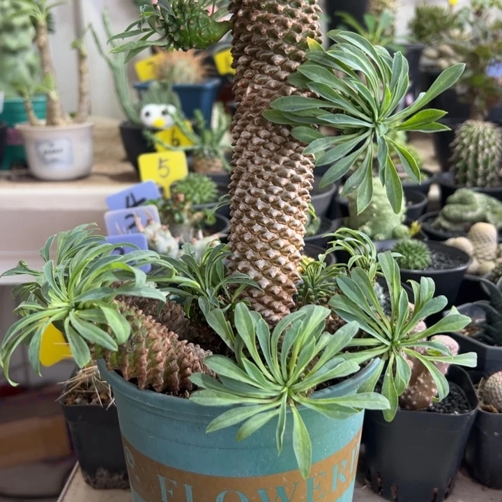 铁甲麒麟带盆11111