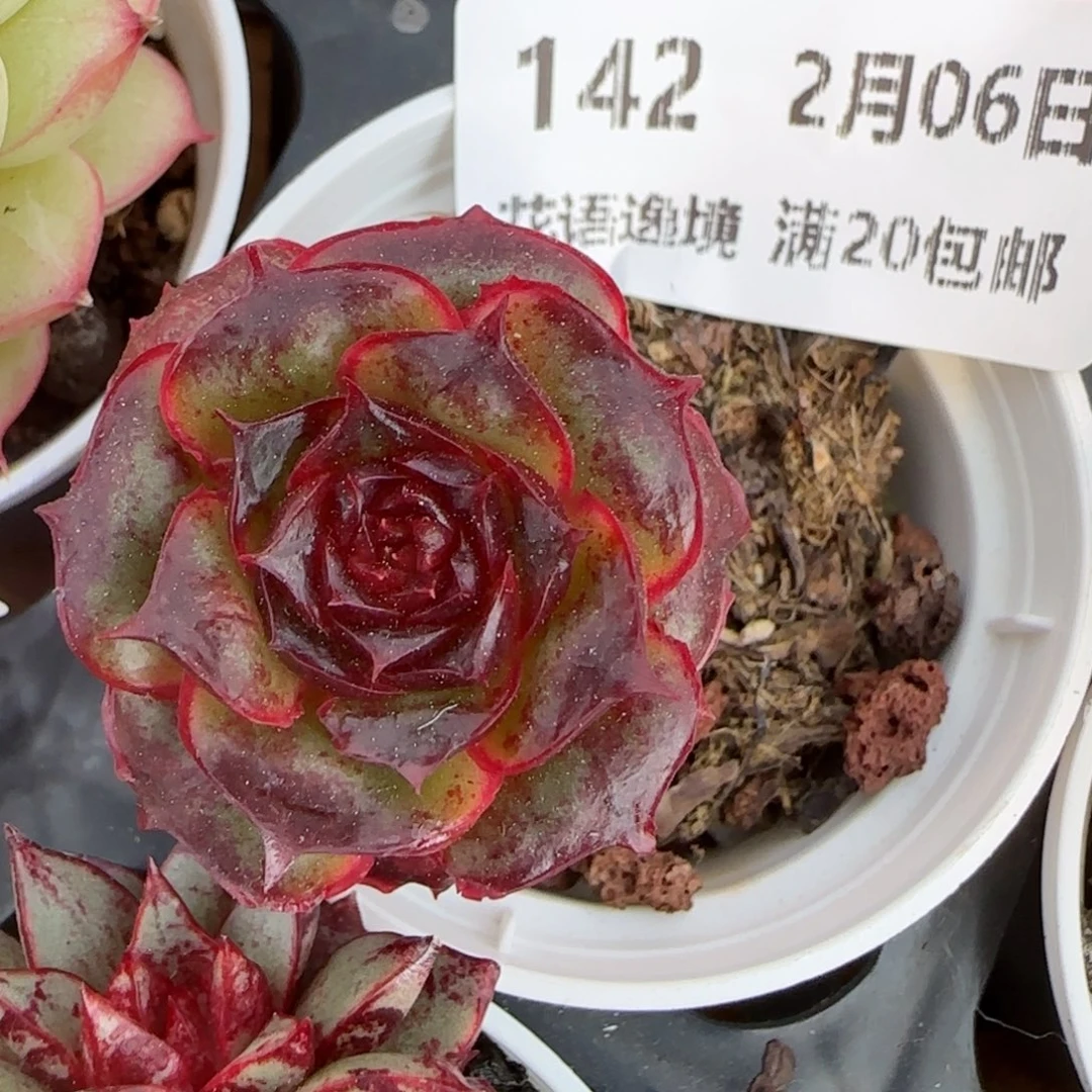 花语逸境0206-142