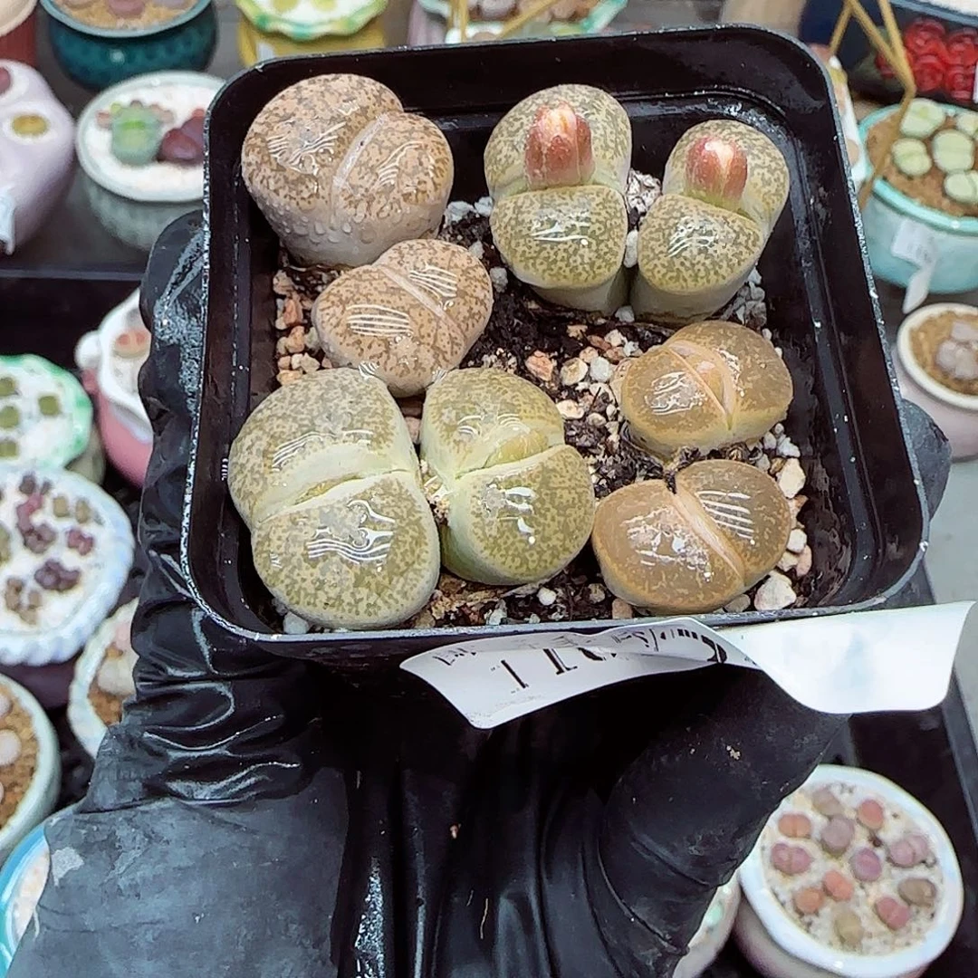 生石花满18包邮1106-235