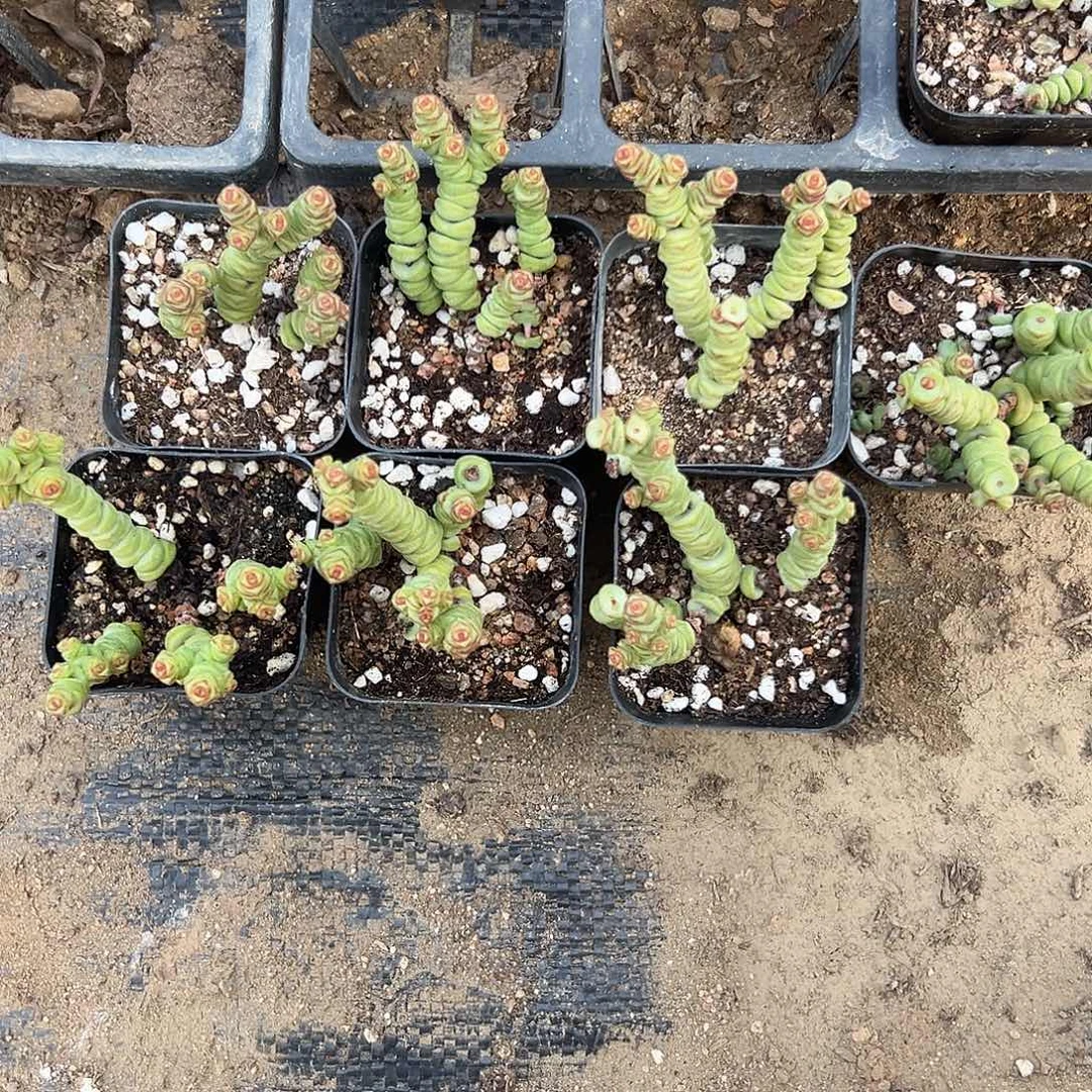 云***墨多肉植物七棵迷你钱串