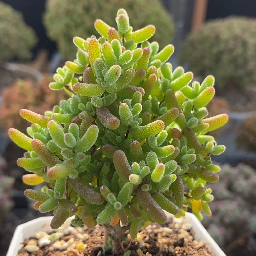 蜜橘糖球7432枝干番杏