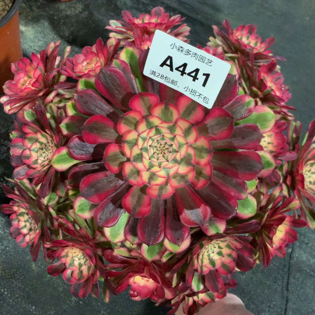 用****1441红彤8888888888