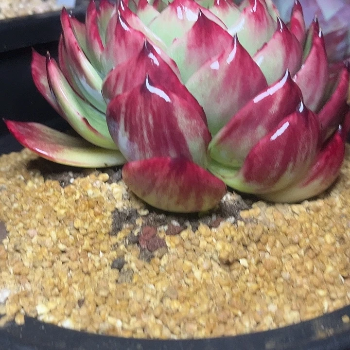 惊鸿仙子多肉植物6801