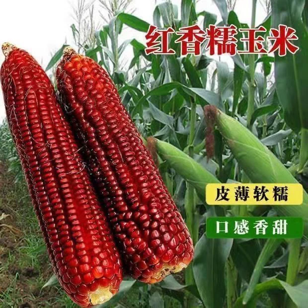 新鲜现掰红糯鲜玉米可口现摘美味紫玉米棒带壳发货