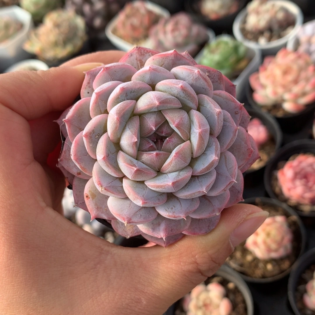 精控甘露单头多肉