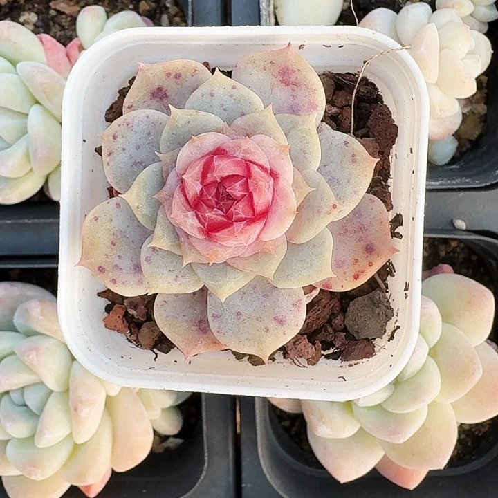 冰魄多肉植物满20包邮