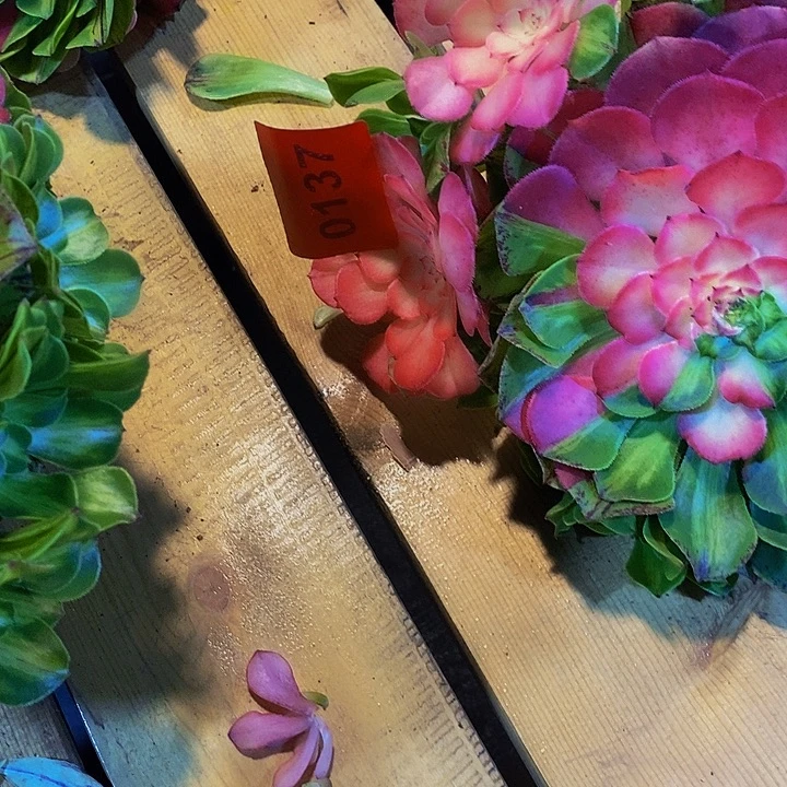堂***哥0137多肉植物知否
