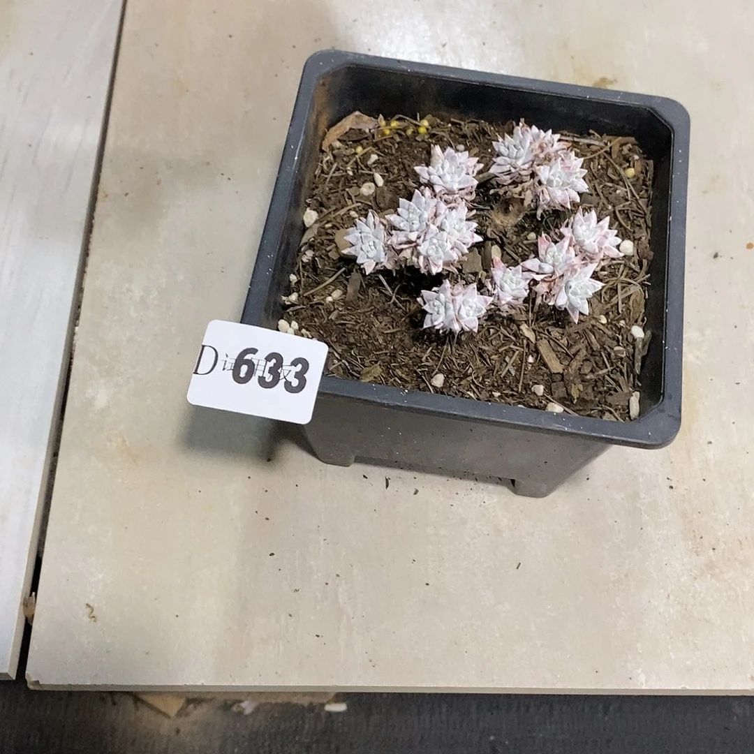 妍*633白菊多肉植物