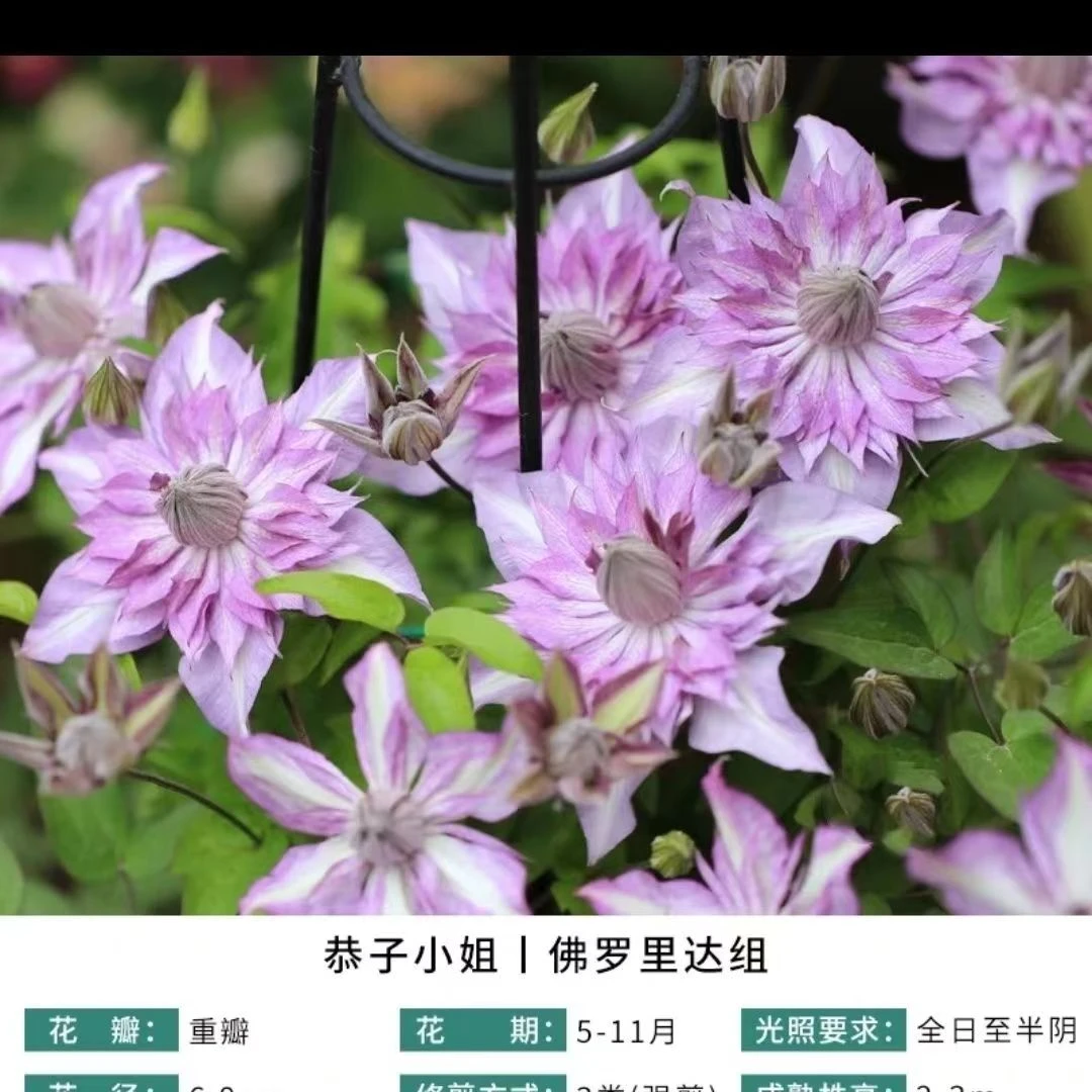 恭子小姐 F系三类铁线莲爬藤