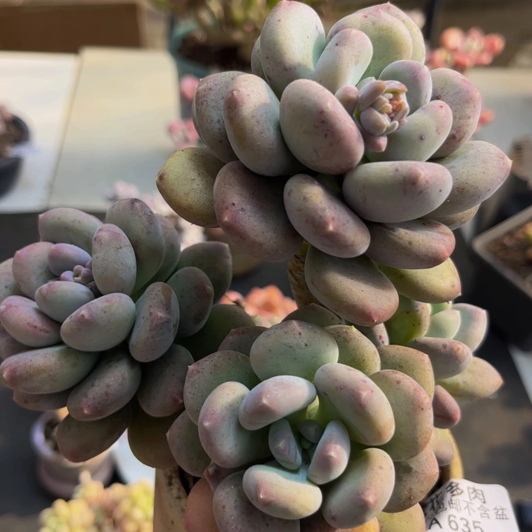 635/12cm咖啡美人的人