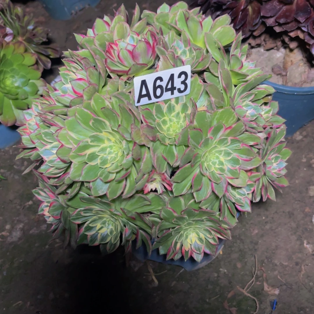 万花筒法师28///////34包邮