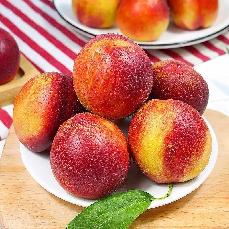 【吴书记专属】光山黄心油桃新鲜应季自然成熟的黄心油桃现摘现发