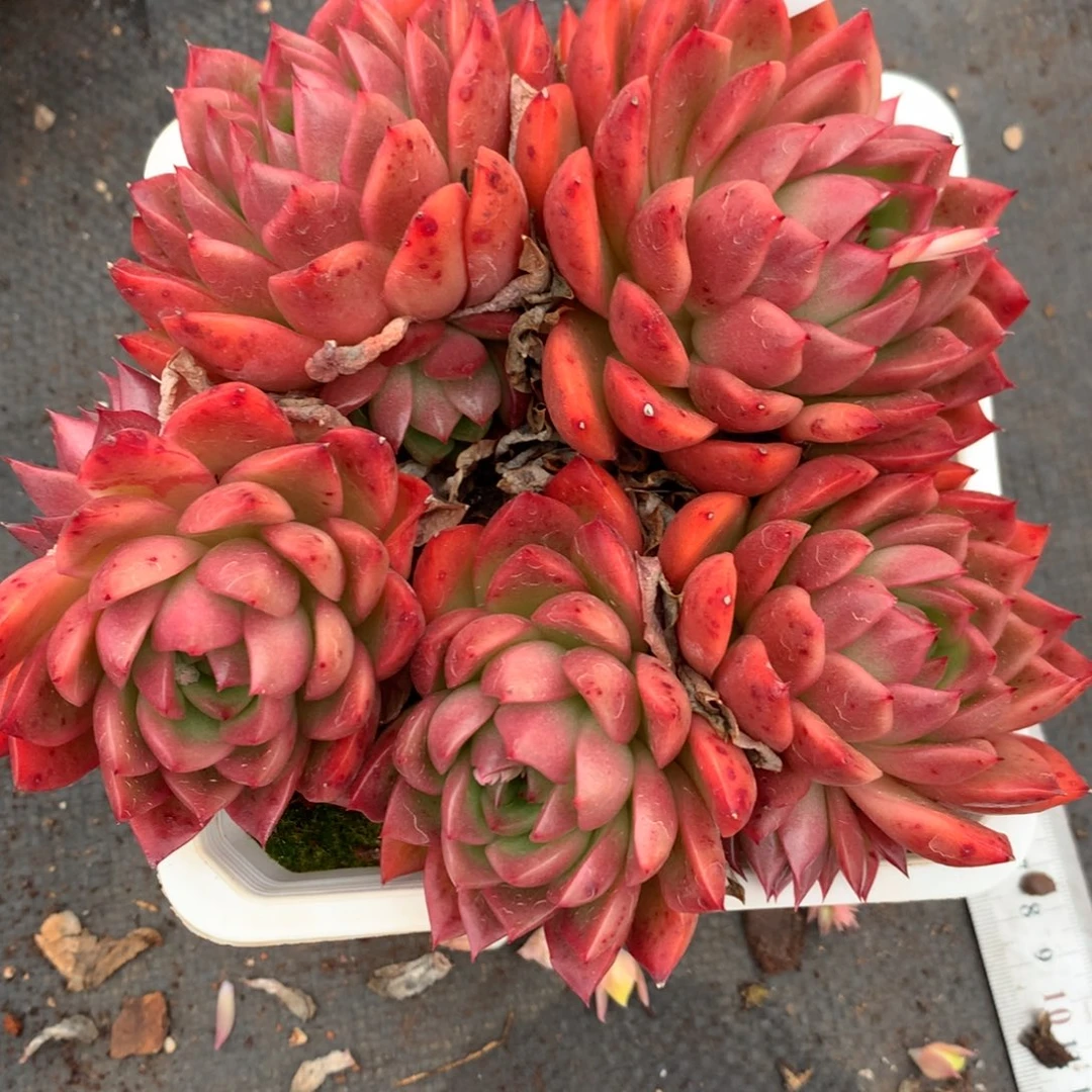 3215杂交多肉植物