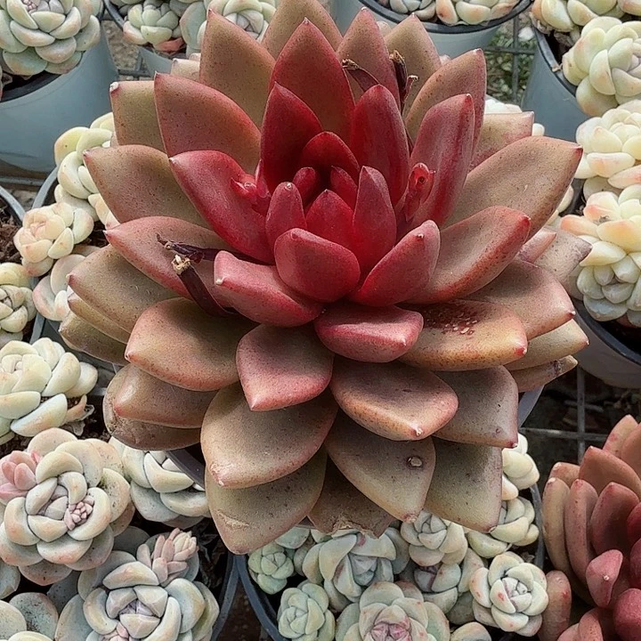 丰沛玫瑰多肉植物