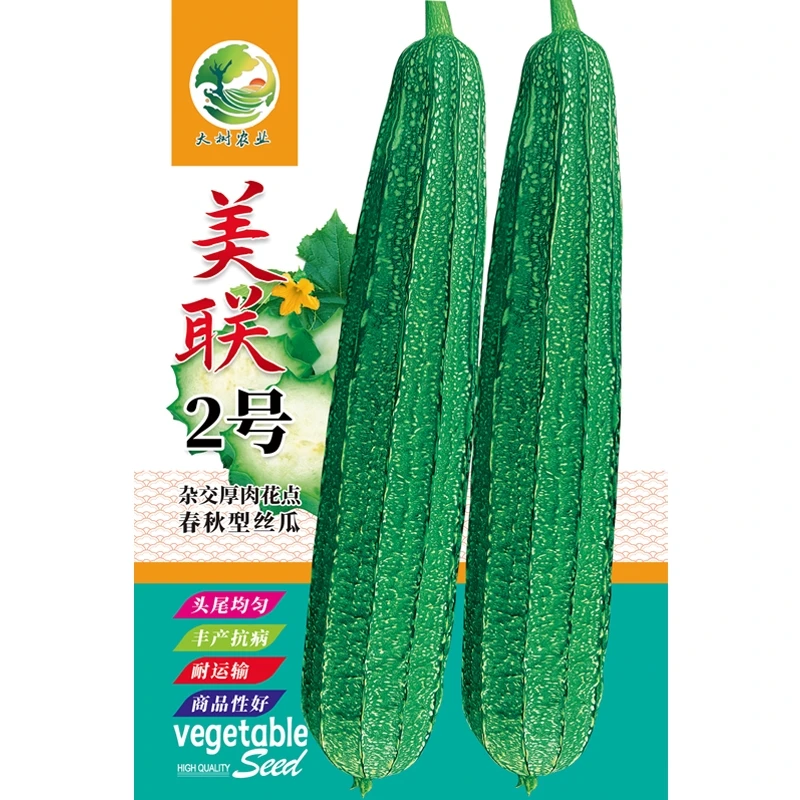 美联2号春秋型丝瓜种，长30∽35厘米厚肉花点，耐采摘