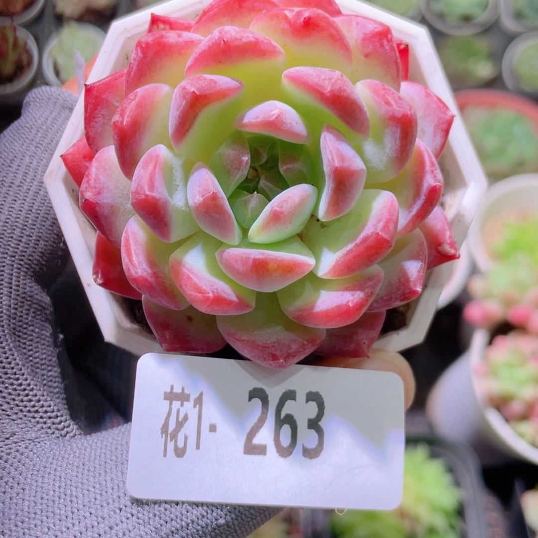 花利美1-263颜霜