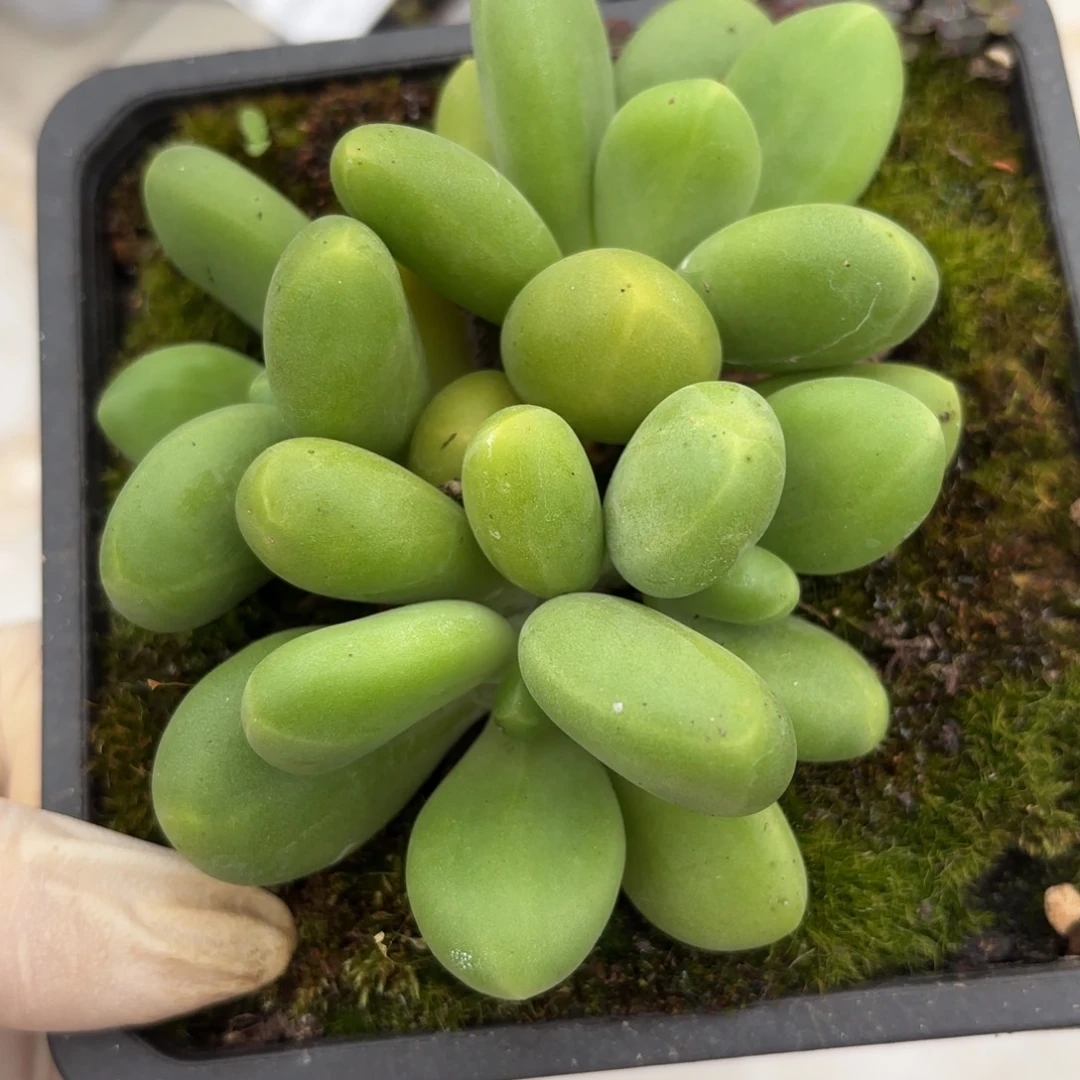 ****芒果奶小群鲸鱼专拍9.19