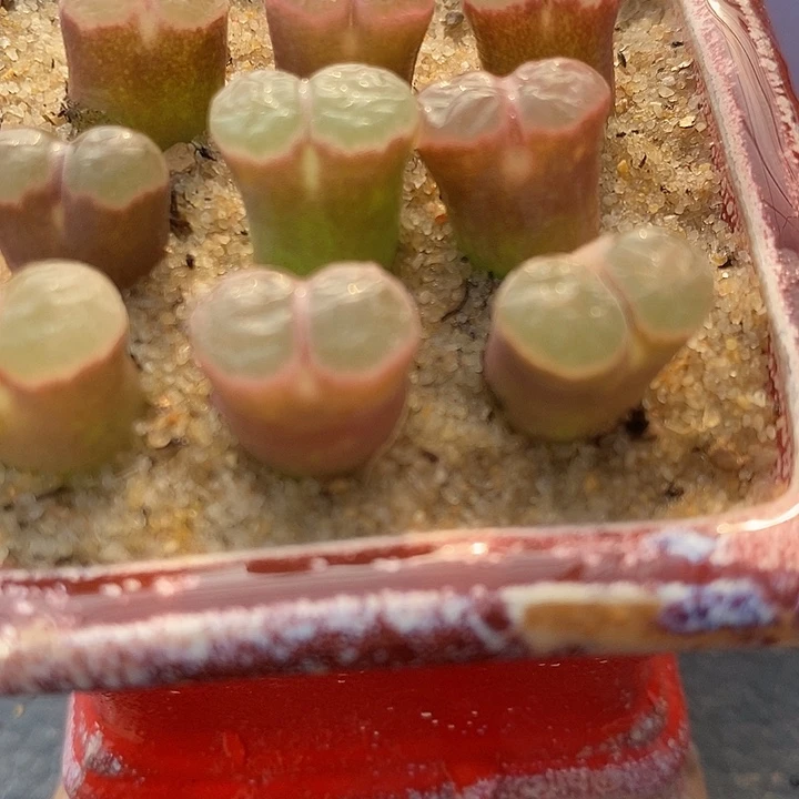 彼***岸167克利普兰优选一组。