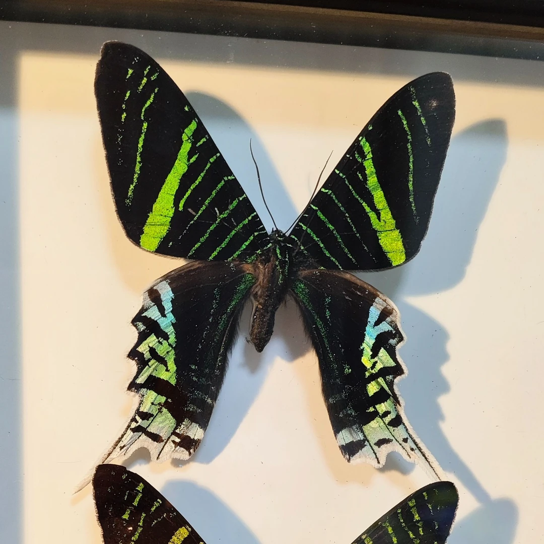 蝴蝶标本，爬楼玩法