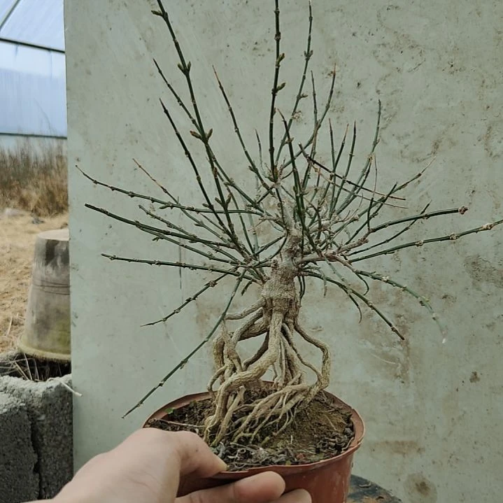 龙***下当前无花朵，栽培后可花朵
