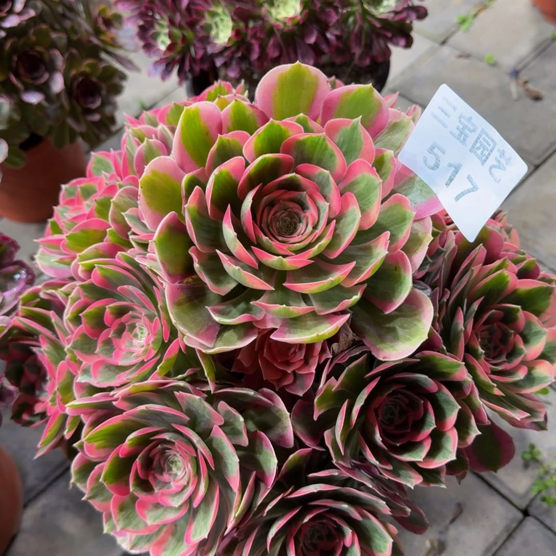 惠*子多肉植物517妖月