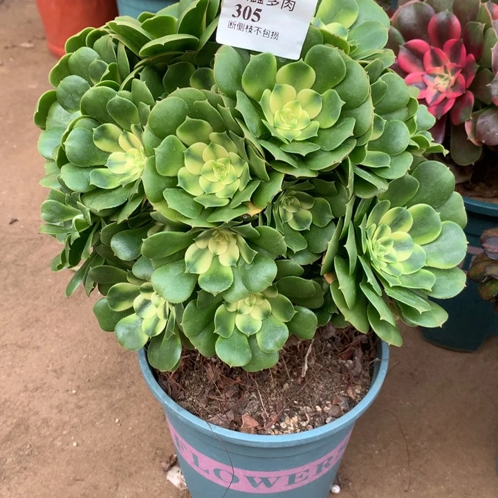 305辛尼亚多肉植物特价