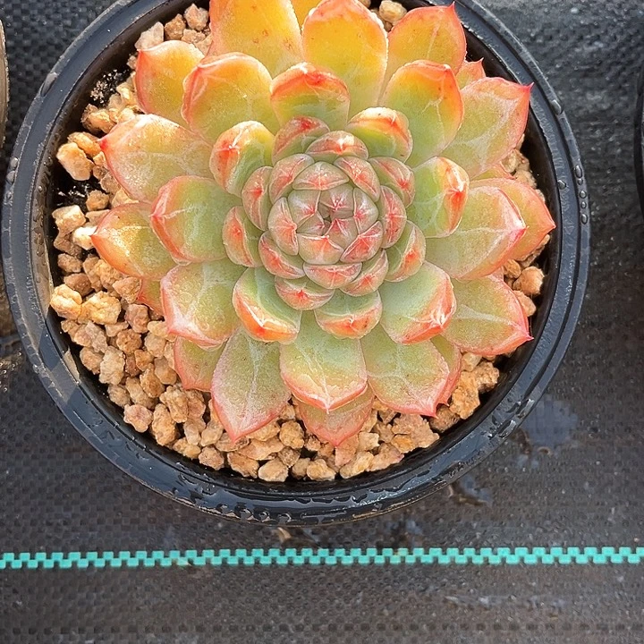 金***乐雪花珍妮13号码牌子的