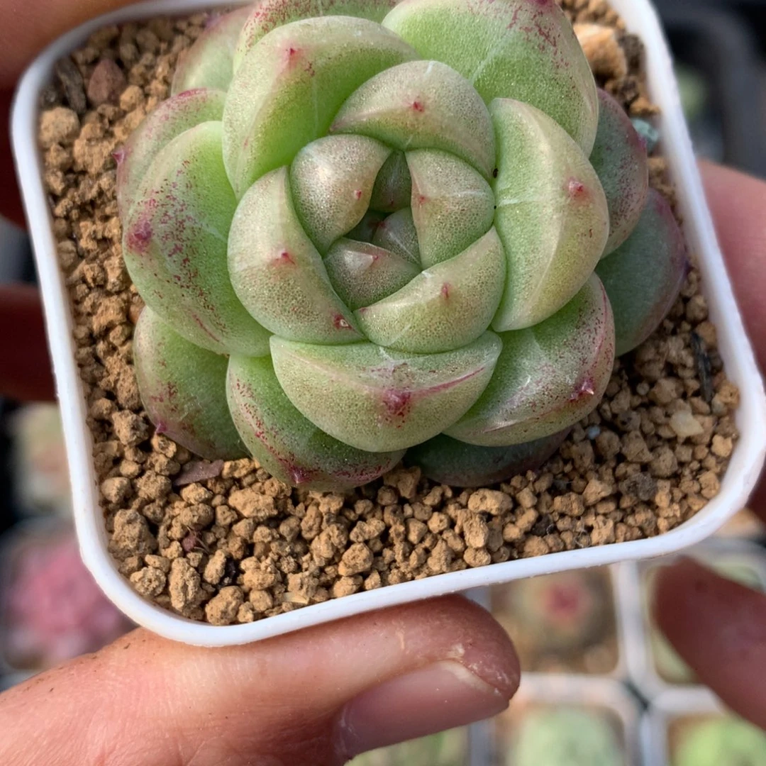 厚叶。  包子麦秆。    5号