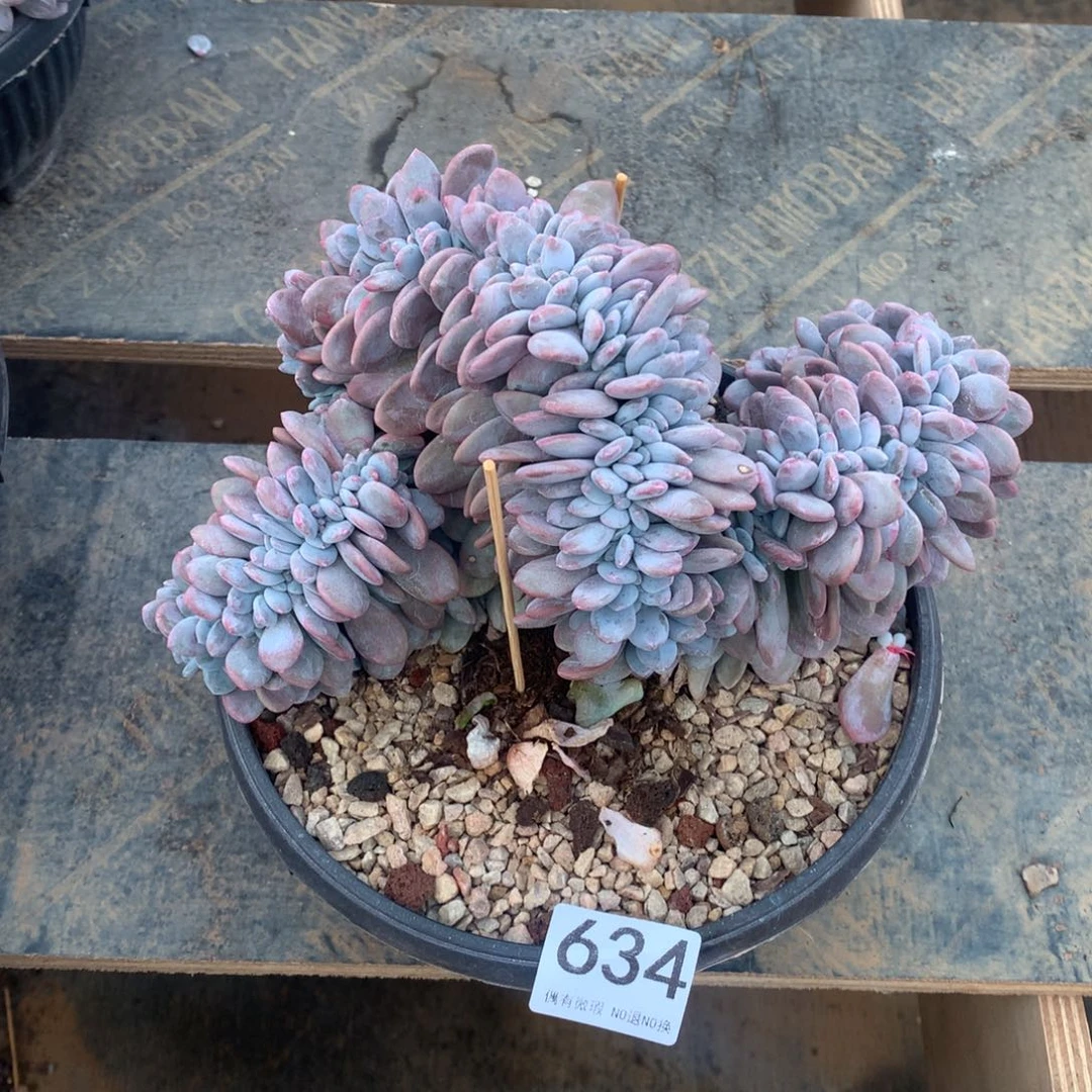 634粉兔缀化多肉植物