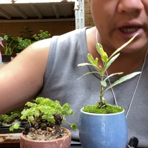 红陶一物一拍所见即所得33