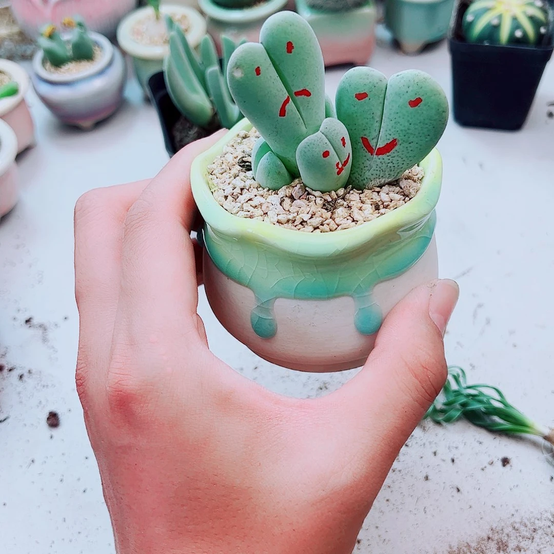 稀有神风玉多肉植物