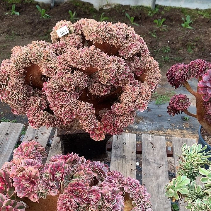 081一颗粉女巫缀化