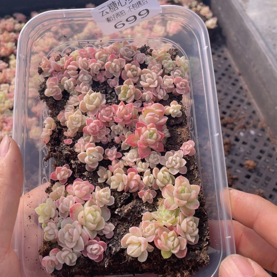 云糖心多肉植物699