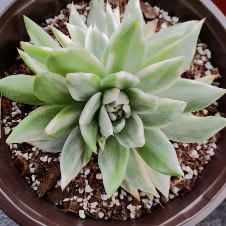 虎鲸超白三花脸（东云家的）