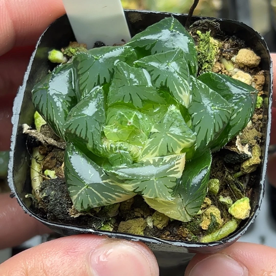 89巨大化夏沫玉露锦一物一拍