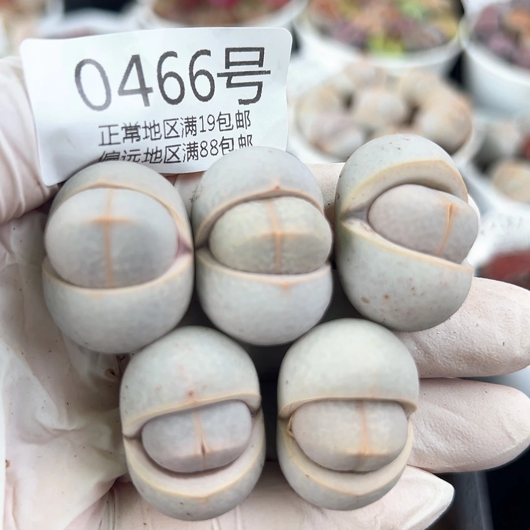 0466四年高尔夫5颗2.6cm左右