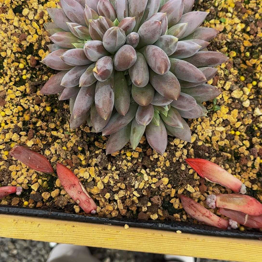 小小弟精品多肉哥特