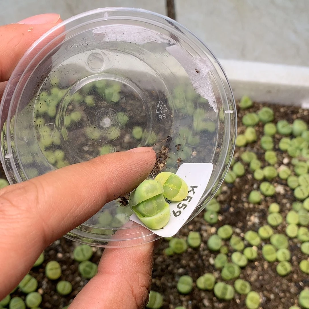 哎****?K559多肉植物保护