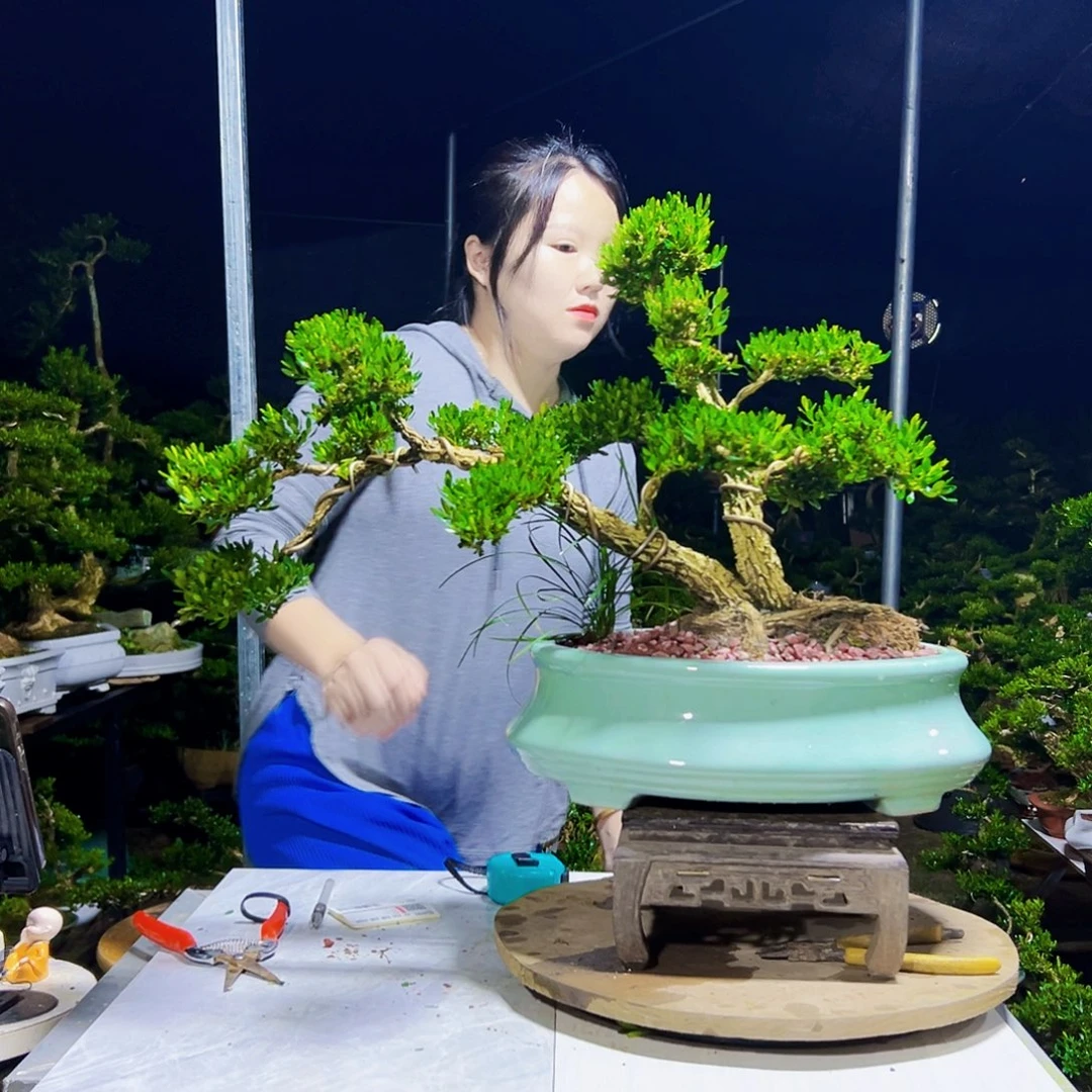 无花朵黄杨木