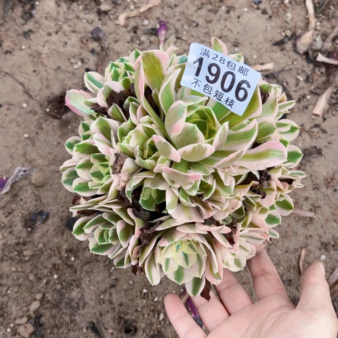 女郎多肉植物1906