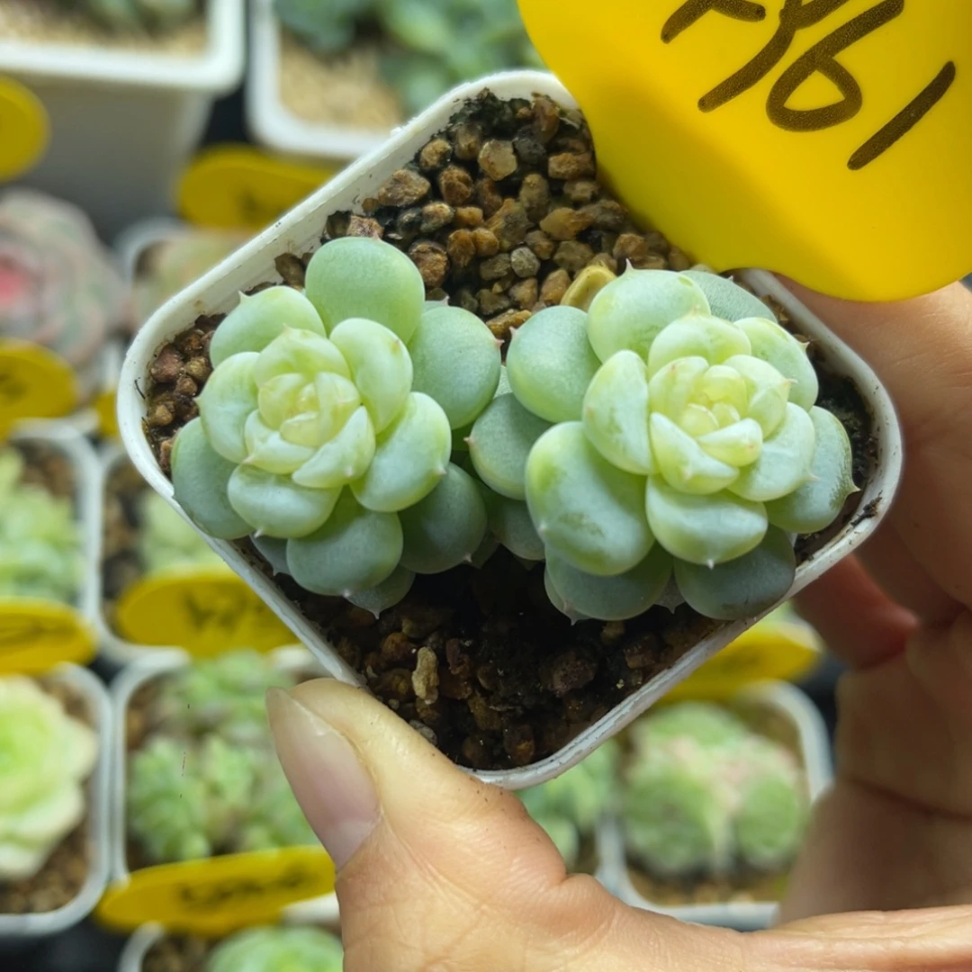 独家FJ3白晶体珍妮4961