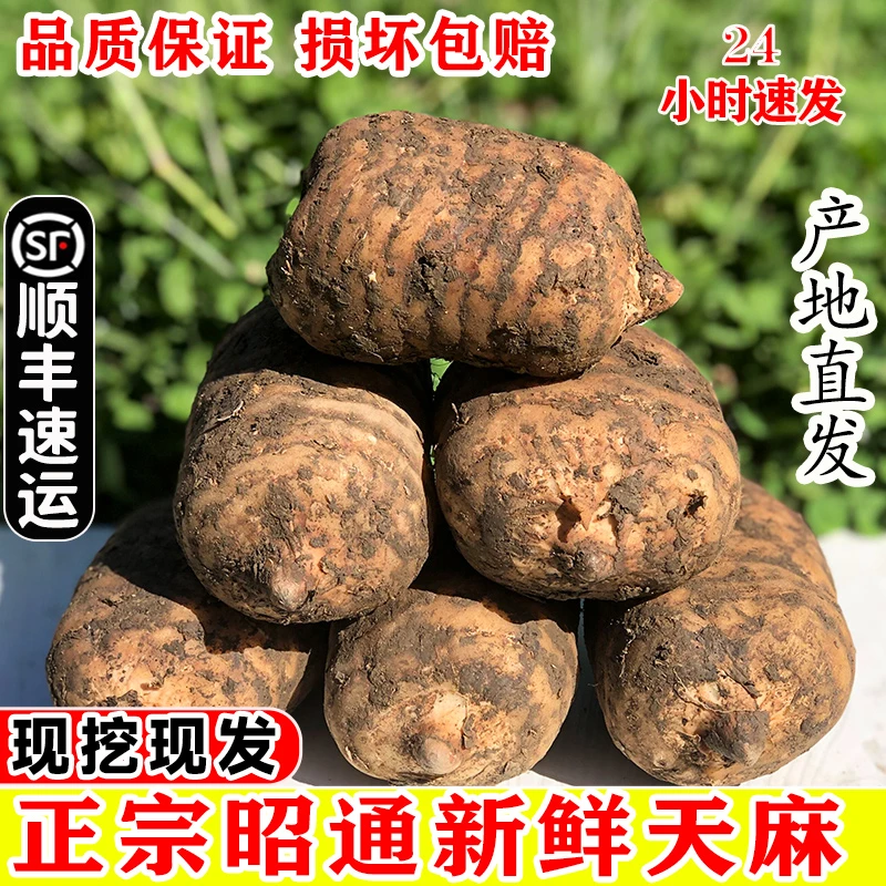 【顺丰包邮】云南昭通新鲜天麻小草坝乌天麻现挖现发产地直发