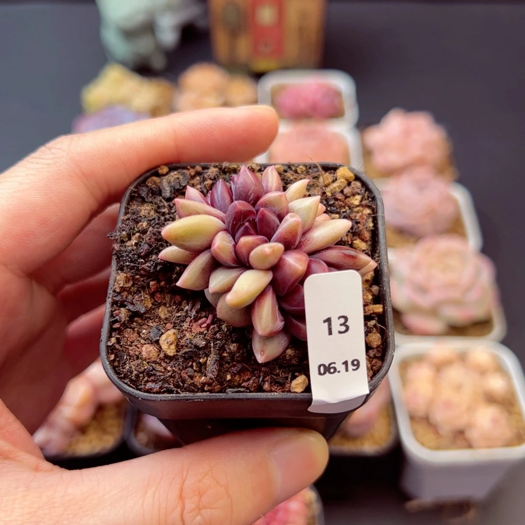 *****迷雾泡泡13、哈哈哈哈哈哈