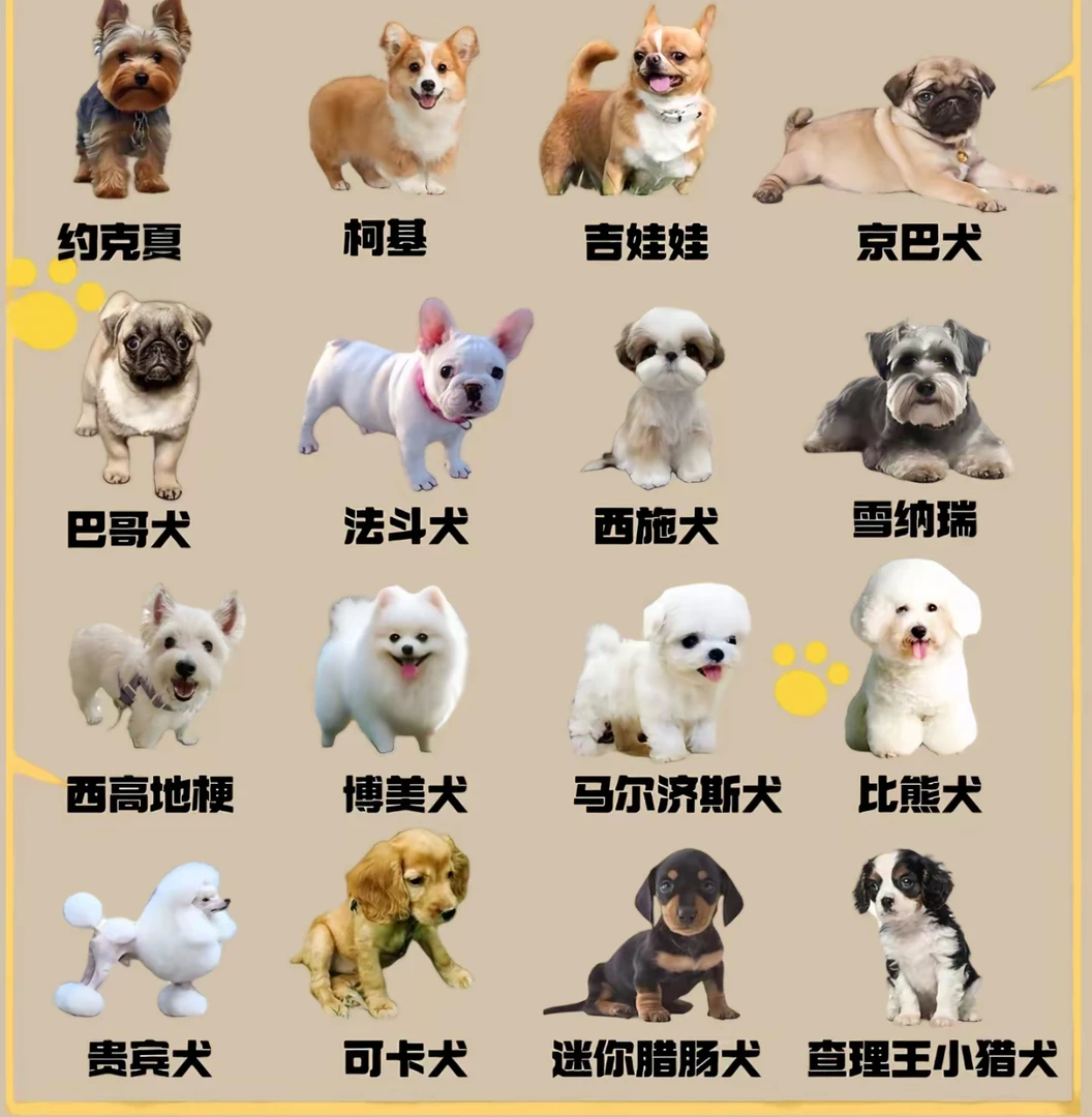 教给你如何挑选狗狗